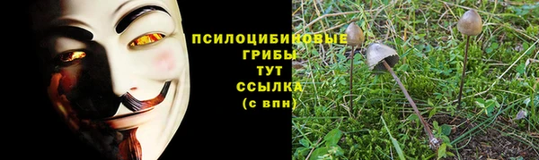 стаф Алзамай